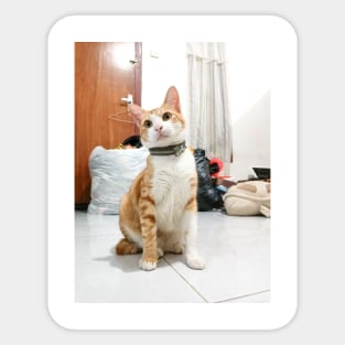 stylish cute cat renji Sticker